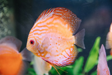 DISCUS ДИСКУС