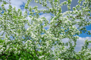 Blooming Apple tree in spring against the blue sky.