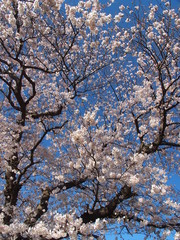 満開の桜と青空