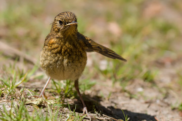 young robin