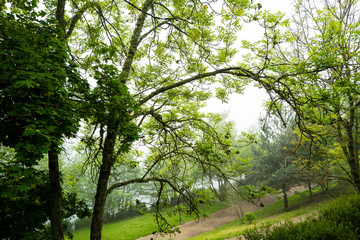 Obraz premium parc dans le brouillard