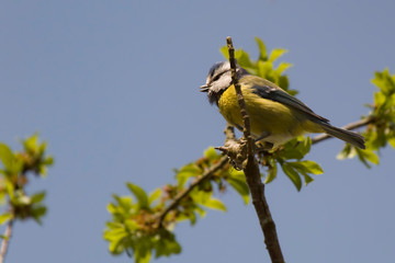 blue tit on a branch