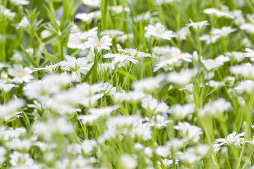 field of white flowers