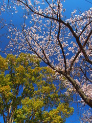 樟と満開の桜と青空