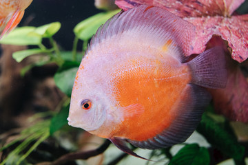 DISCUS ДИСКУС