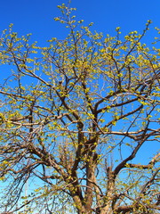 芽吹きの柿の木と青空