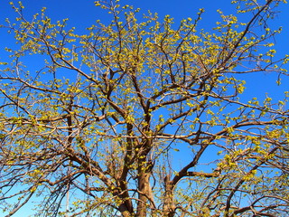 Fototapeta premium 芽吹きの柿の木と青空
