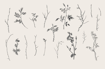 Wilde Rosen. Florale Elemente. Botanische Vektorillustration. Zweige, Stöcke. Schwarz und weiß © OlgaKorneeva