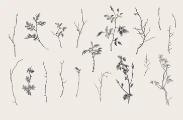 Wilde Rosen. Florale Elemente. Botanische Vektorillustration. Zweige, Stöcke. Schwarz und weiß © OlgaKorneeva