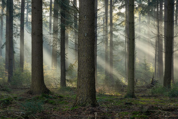 Speulderbos, Gelderland, the Netherlands - October 30, 2019 : Early morning light rays and fog between the trees