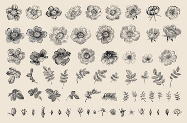 Wild roses. Independent floral elements. Flowers, leaves, buds. Botanical vector illustration. Black and white