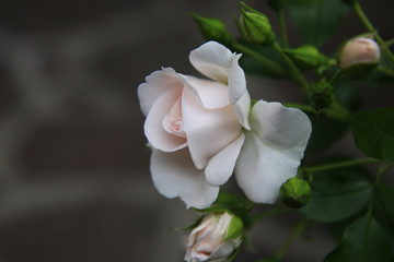 Naklejka na ściany i meble Maggio è il mese della fioritura delle rose; in giardino, dettaglio di una romantica rosellina rosa appena sbocciata