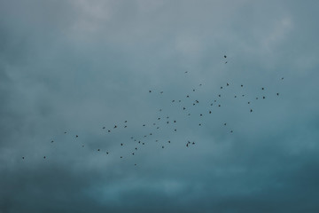 Aves en el cielo