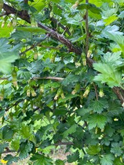 Куст крыжовника