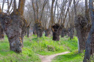 path separation in the colorful forest