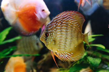 DISCUS ДИСКУС