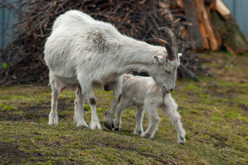 Mom goat and a young goat graze in the fresh air.