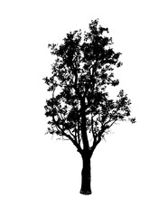black tree silhouette isolated on white background. Clipping path. for apps and websites.