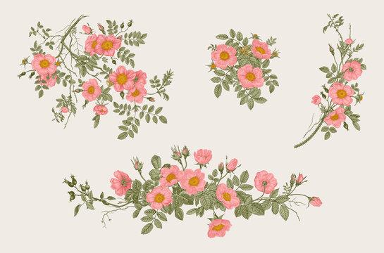 Wild roses. Botanical floral vector illustration. Set