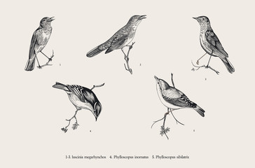 Birds. Ornithological floral vector illustration. Set. Nightingales and Phylloscopus. Black and white