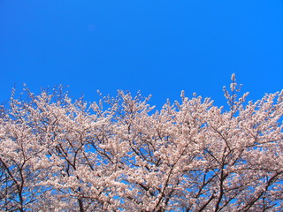 満開の桜と青空