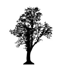 black tree silhouette isolated on white background. Clipping path. for apps and websites.