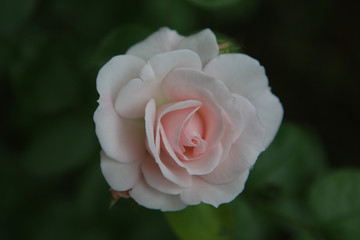 Maggio è il mese della fioritura delle rose; in giardino, dettaglio di una romantica rosellina rosa appena sbocciata