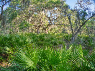Oscar Scherer State Park in Southwest Florida in Osprey Florida