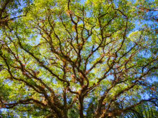 Obraz premium Live Oak tree in Sleeping Turtles Preserve North in Venice Florida