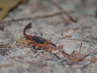 A larva scorpion in a jungle at night