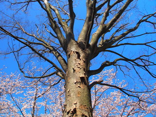 枯れ木の欅と桜と青空