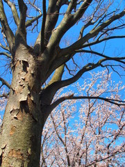 Fototapeta na wymiar 枯れ木の欅と桜と青空