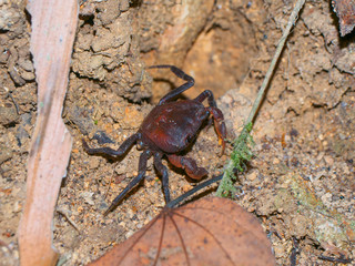 A land crab in a jungle at night