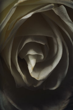 Rose blanche en tr&egrave;s gros plan