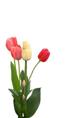 Spring flowers. Bouquet of red and yellow tulips.