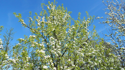Spring flowers. Flowering pear tree