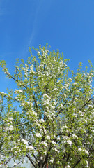 Spring flowers. Flowering pear tree.