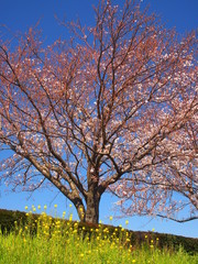 Obraz premium 江戸川土手の満開の桜と青空