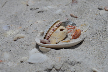Stacked shells on beach in Sanibel Island, Florida