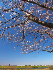 土手に咲く桜と江戸川風景