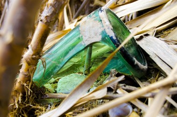 cane sprout under glass