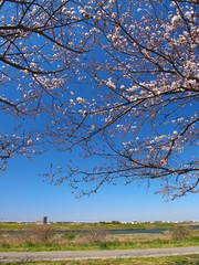 土手に咲く桜と江戸川河川敷風景