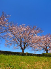 江戸川土手の満開の桜の木