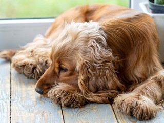 A cute sad Cocker Spaniel dog is lying on the wooden floor by the door. Cozy atmosphere of a country house