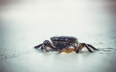 crab on the beach on the sand at sunset in the sea waves