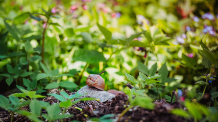 Snail shell in the spring garden.