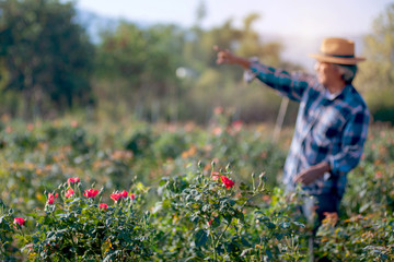 Rose blooming on the farm, and Asian farmers inspecting roses in his garden, selective focus