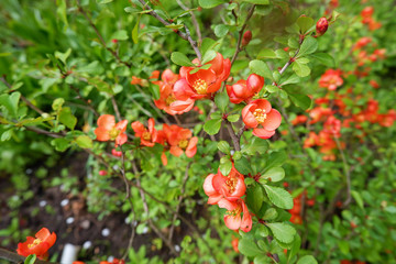 The red blossom of Chaenomeles japonica in spring. Spring sunny day. Macro of blossoming japanese quince.