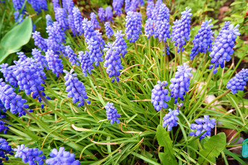 Blooming beautiful blue wildflower grape hyacinths Muskari in spring