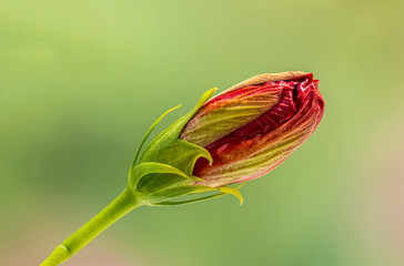Closeup of single red Hibiscus flower bud against a green background